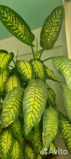 Диффенбахия комнатные растения цветы в офис