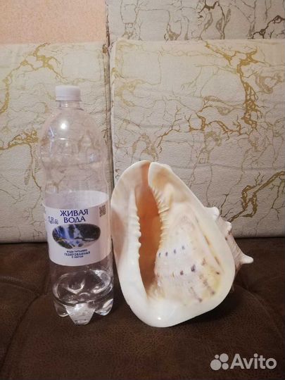 Ракушка морская большая