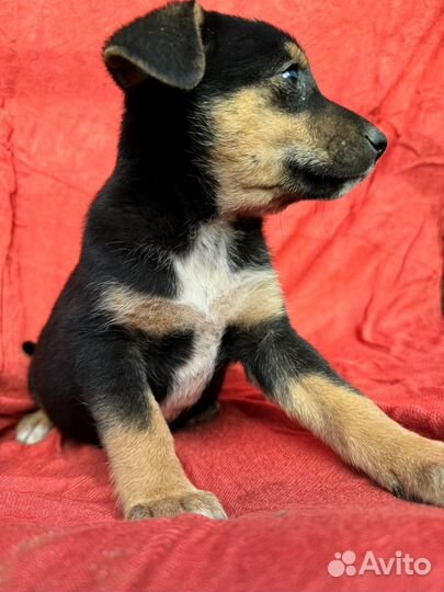 Щенок в добрые руки