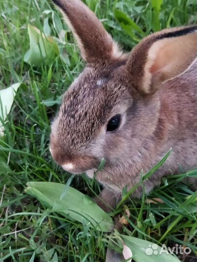Декоративные кролики