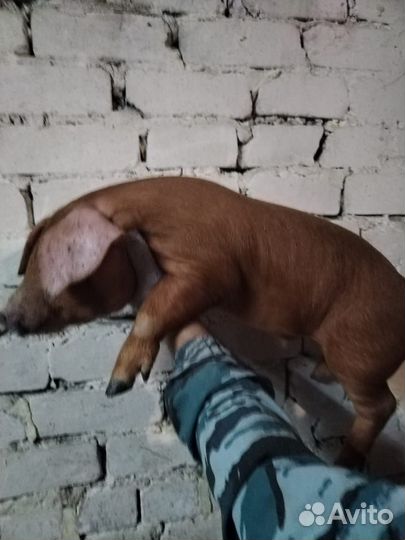 Поросята породы дюрок