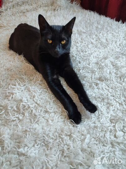 Черная кошка