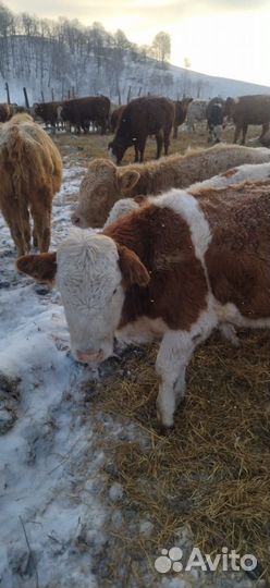 Продаются крс (телки, нетели)