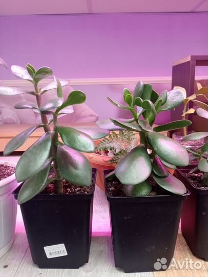 Толстянка (денежное дерево)