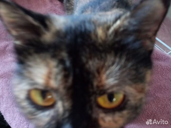 Кошка черепашка в семью