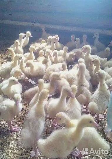 Гусята крупно серый
