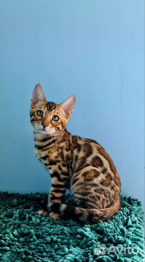 Красавцы и красавицы