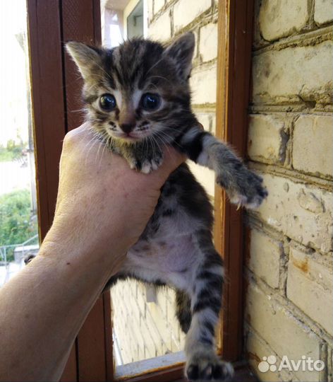 Девочка 3недели