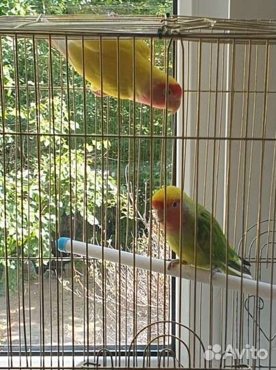 Неразлучники. Пара