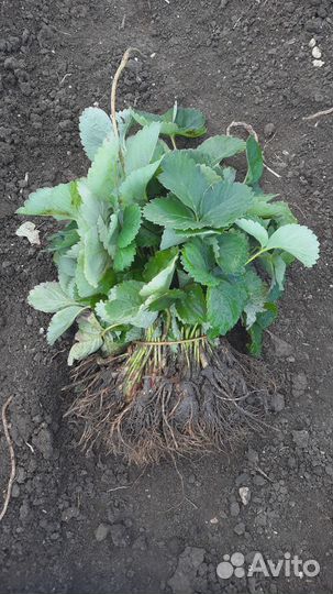 Рассада клубники 