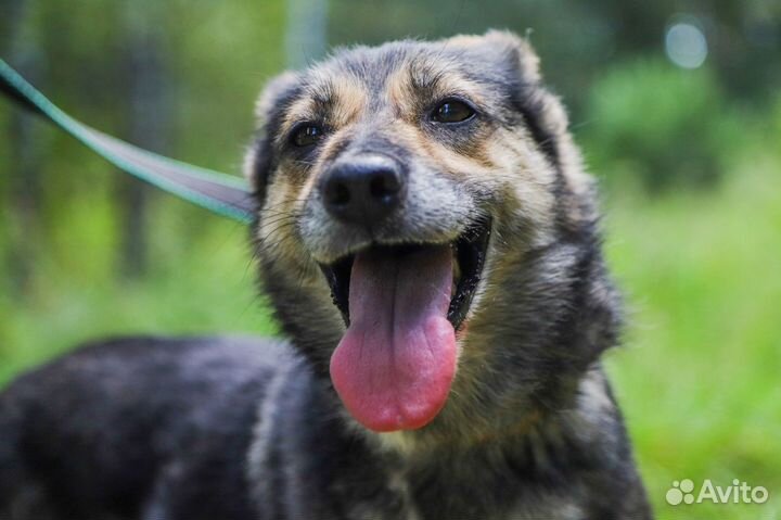 Некрупная собачка вам в компанию