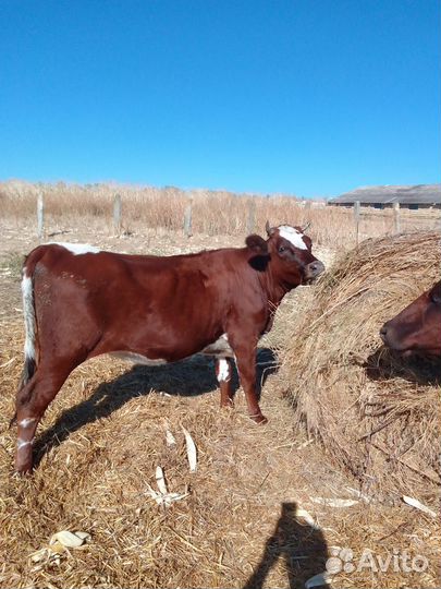 Коровы быки телки