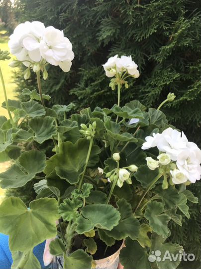 Пеларгония /герань белая полумахровая Кустик