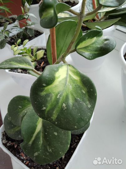 Хойя цветок