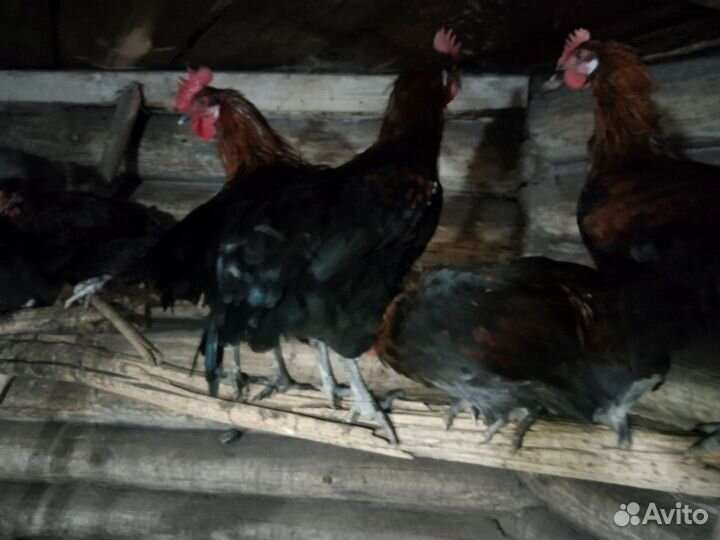 Молодые петухи
