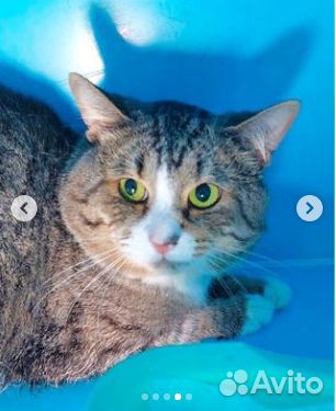 Котик Кузя в добрые руки