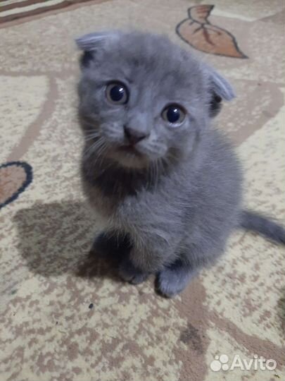 Британские вислоухие