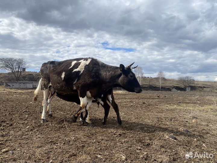 Коровы бычки телята