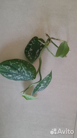 Сциндапсус пиктус