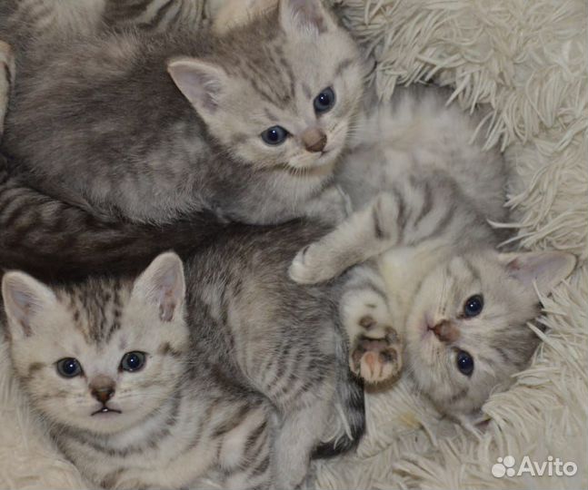 Шотландская кошка