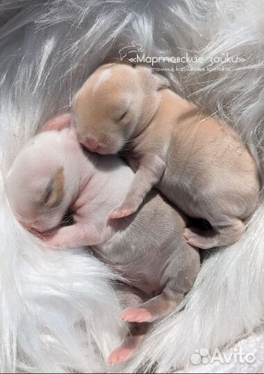 Карликовые крольчата minilop из питомника