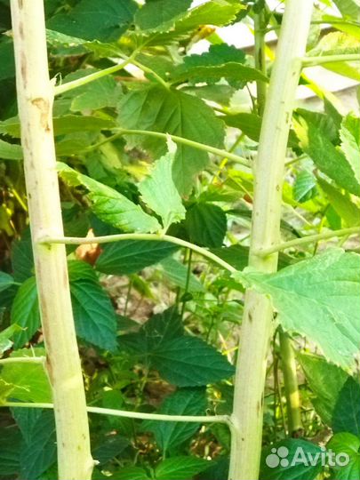 Малина Таруса (малиновое дерево)