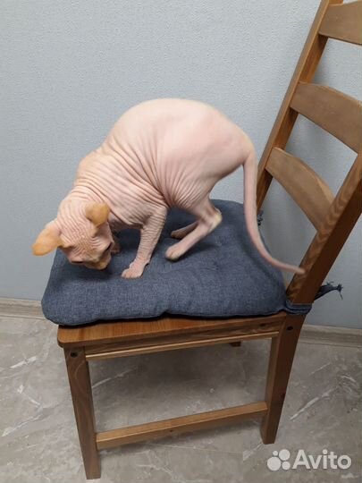 Отдам кошку