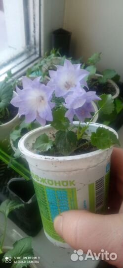 Комнатные цветочки