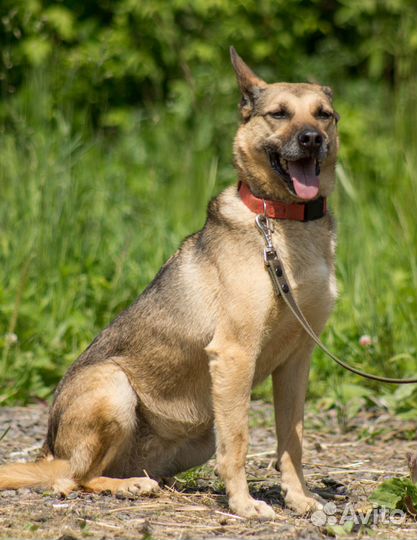 Самая любвеобильная собака