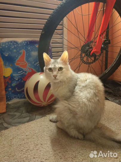 Кошка Ксюша