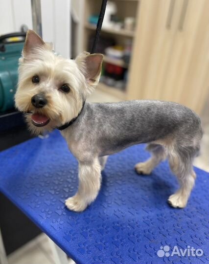 Стрижка (груминг) собак