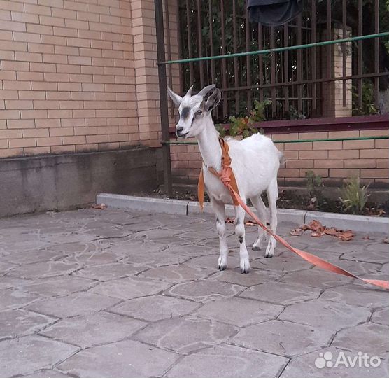 Коза дойная с козочкой