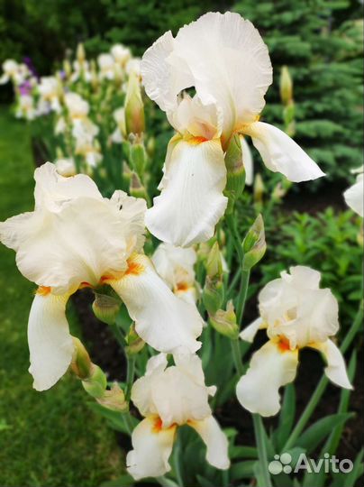 Ирисы бородатые