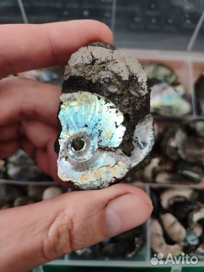 Аммониты с перламутром