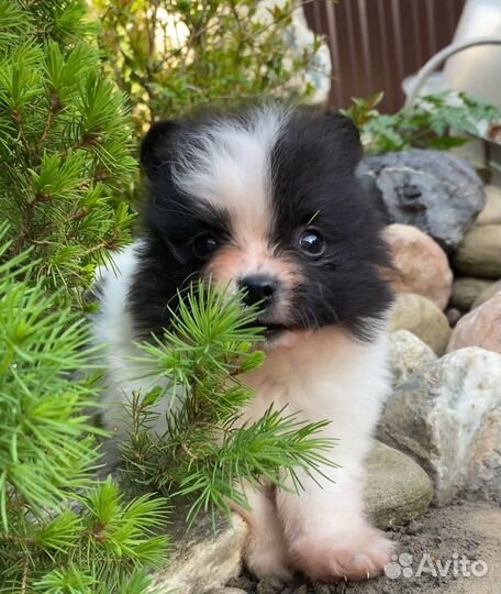 Щенки шпица