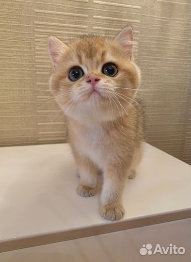 Великолепные золотые малыши британцы