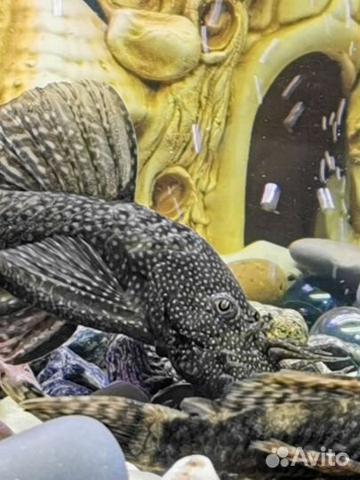 Сомики анциструсы