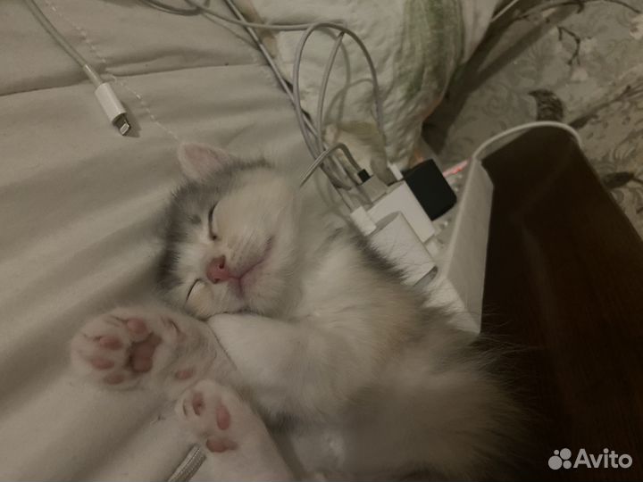 Котенок девочка бесплатно