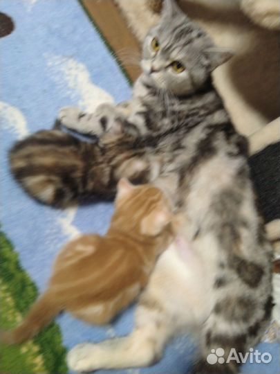 Шотландская