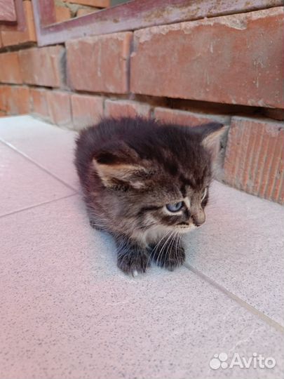 Котята 1,5 мес девочки