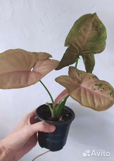 Сингониумы сортовые