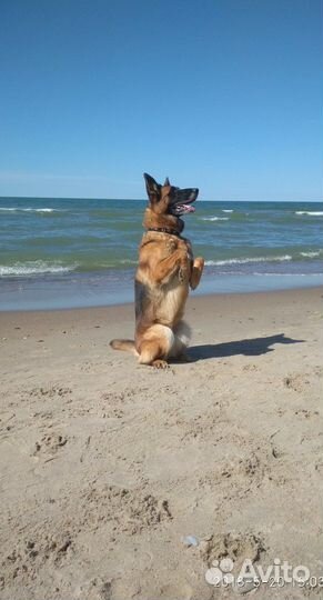 Дрессировка собак