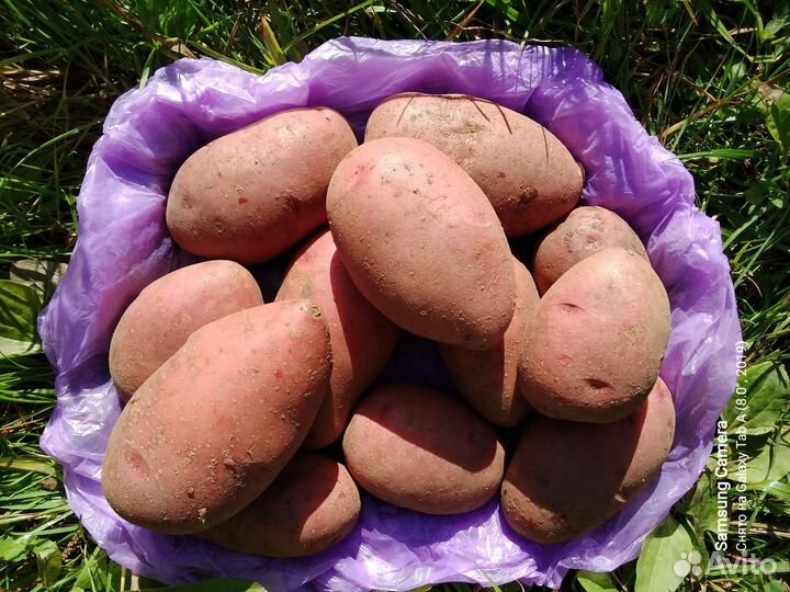 Продам крупный картофель