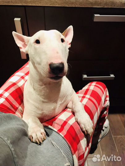 Передержка