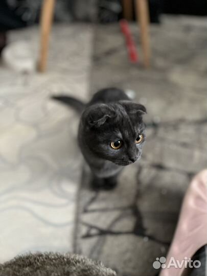 Британский вислоухий и прямоухая