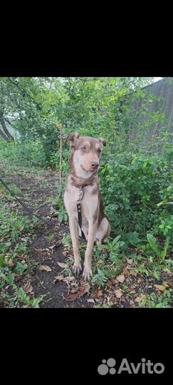 Собачка в поиске дома