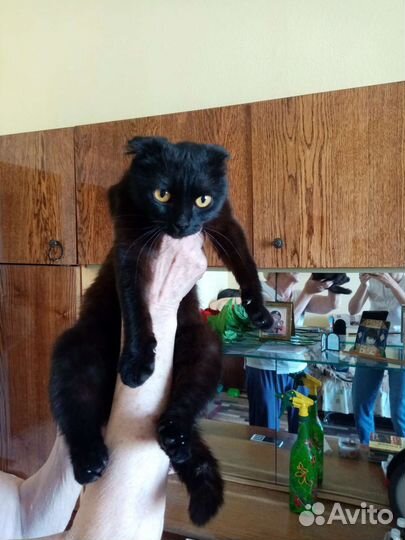 Кошка в дар бесплатно
