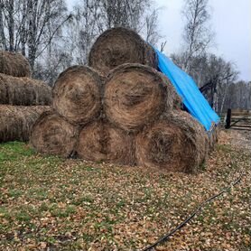 Продам сено в рулонах