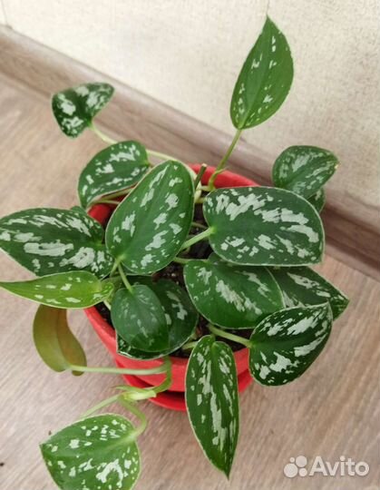 Сциндапсус Пиктус Экзотика и Золотистый