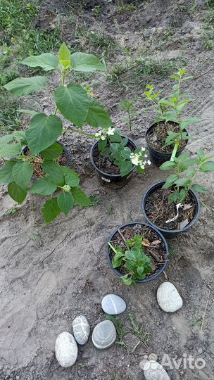 Гортензия саженцы